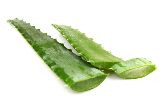 Aloe vera plant isolated on white