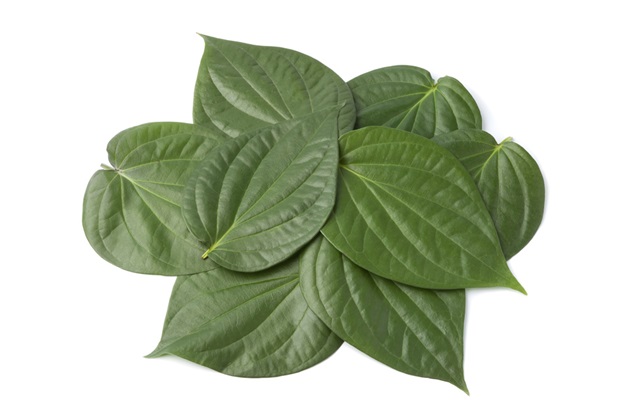 Piper betle leaves on white background