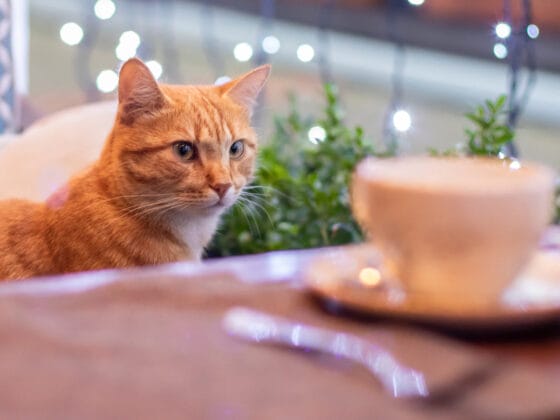 kafe kucing
